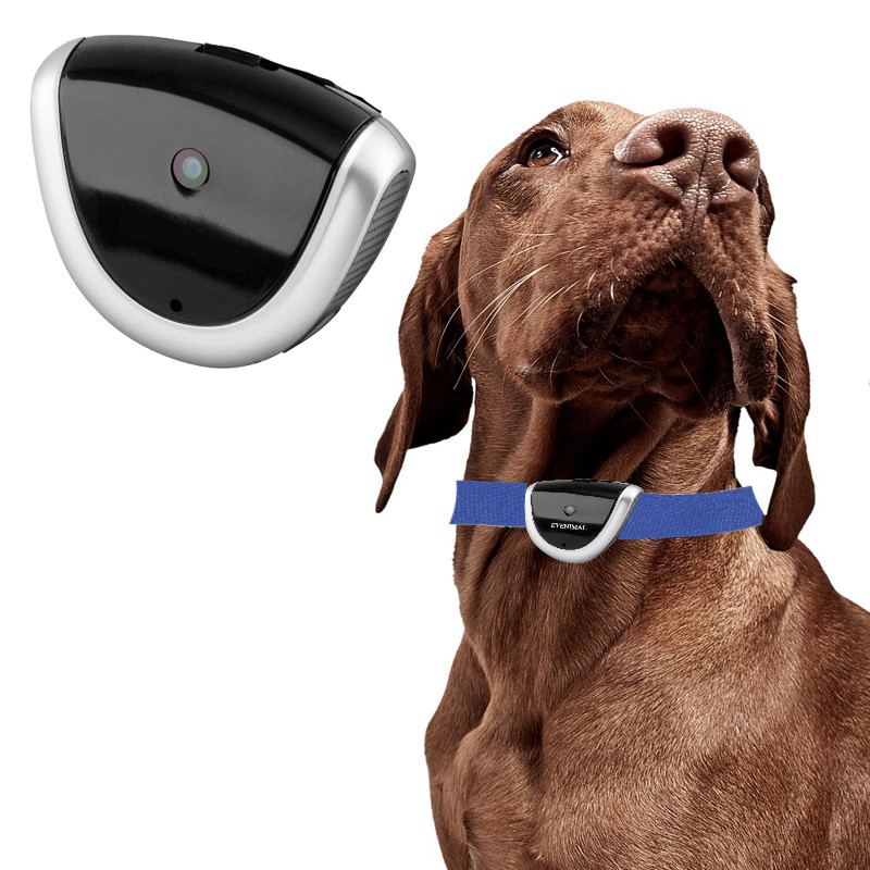 Cámara de video para Perros de caza 8GB para grabar , camara perro al mejor  precio, comprar