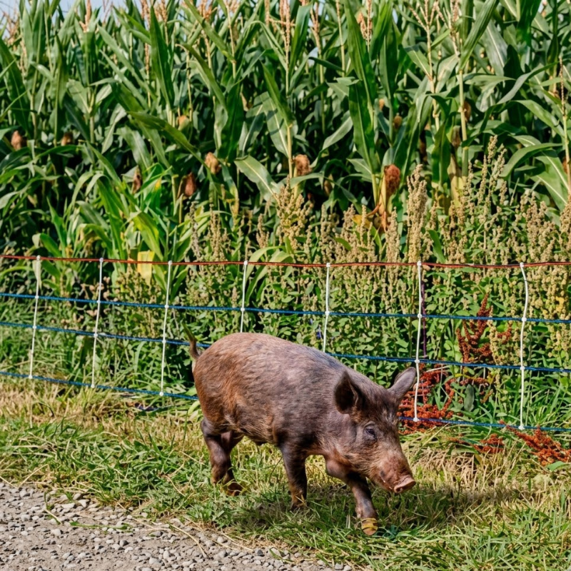 malla-electrificada-fauna-salvaje-agricultura-75cm